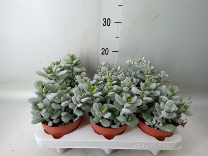 <h4>Cotyledon  'Coral'</h4>
