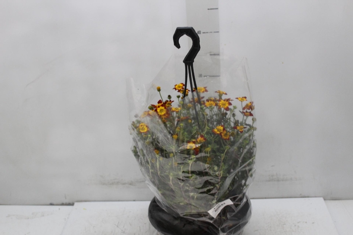 <h4>BIDENS C21 VARIADO</h4>