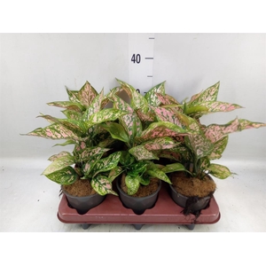 Aglaonema   ...