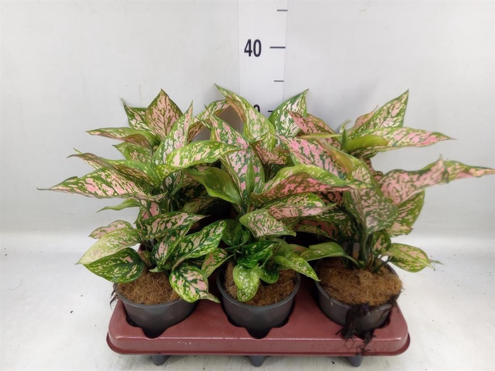 <h4>Aglaonema ...</h4>