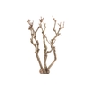 Syringa Branch Super Ginastera