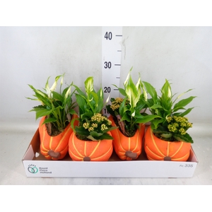 Arr.   Planten L%