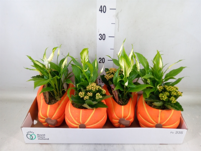 <h4>Arr.   Planten L%</h4>