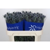 Eryngium Blue Dynamite