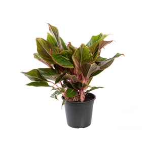 AGLAONEMA CRETA P17