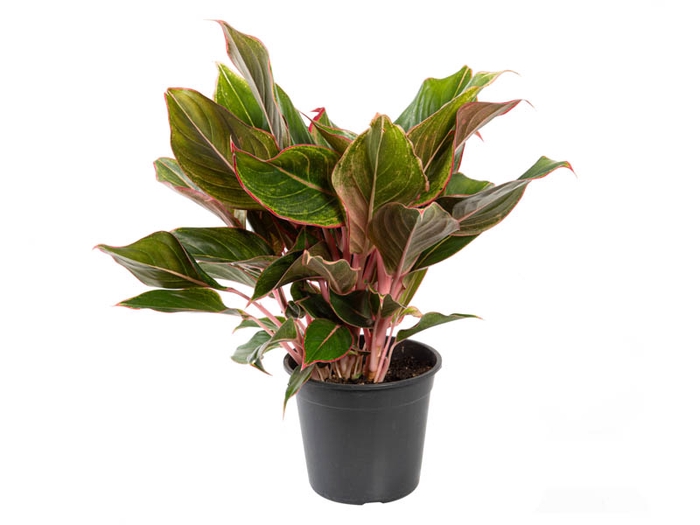 <h4>AGLAONEMA CRETA P17</h4>