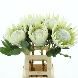 Protea Ayoba Arctic Ice