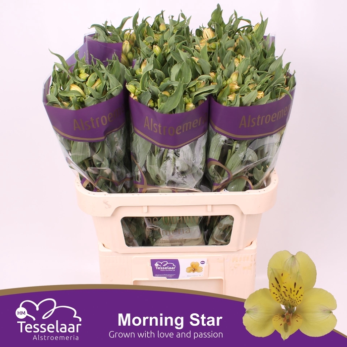 <h4>Alstroemeria Morning Star</h4>