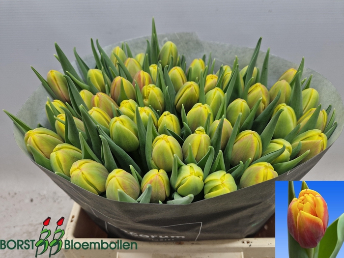 <h4>TU DU SHELL</h4>