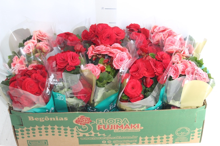 <h4>BEGONIA P11</h4>