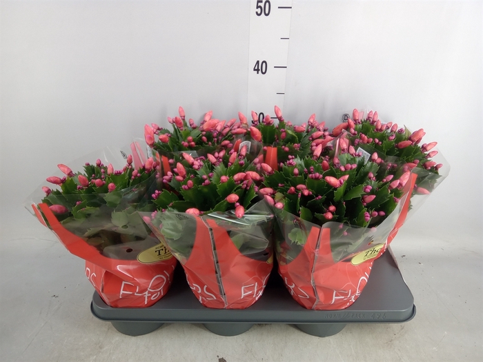 <h4>Schlumbergera   ...</h4>