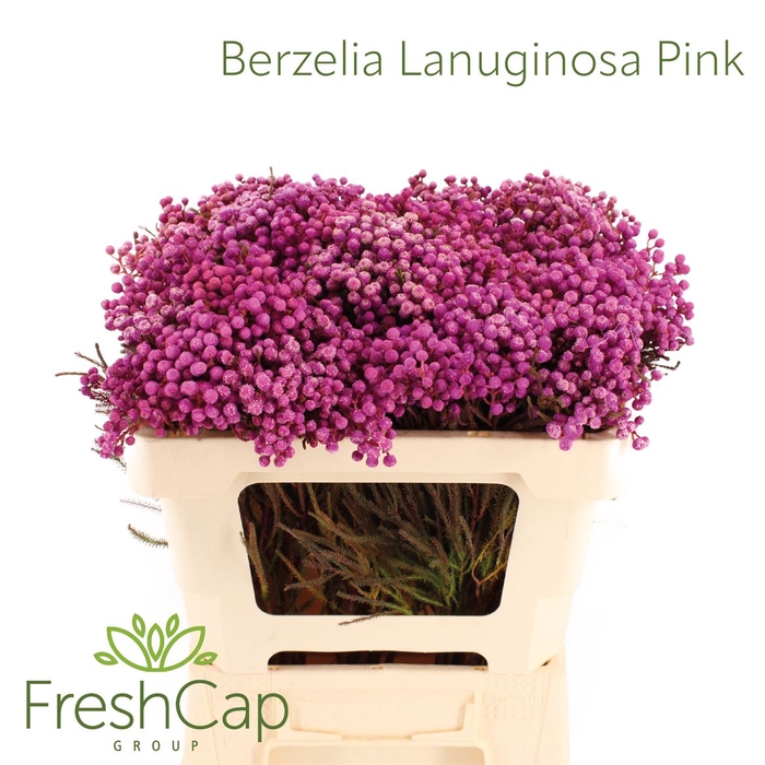 <h4>Berzelia Lanuginosa Pink</h4>