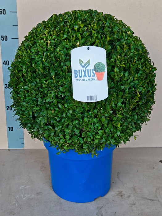 <h4>BUXUS SEMP.   ... BOLL XXL</h4>