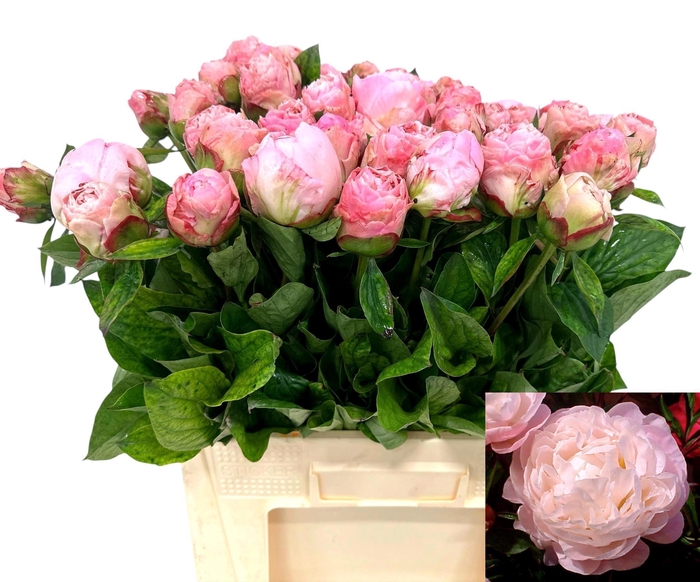 <h4>PAEO L GARDENIA</h4>