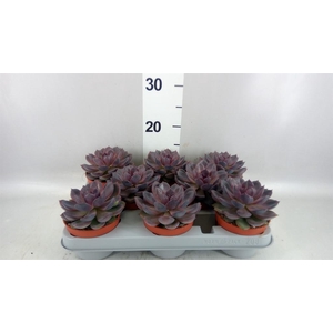 Echeveria   ...