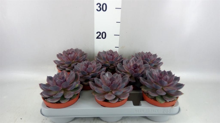 <h4>Echeveria ...</h4>