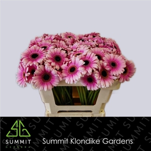 GERBERA MI 'LEANDO'