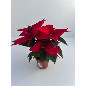 Euphorbia pulc. 'Christ Universe'