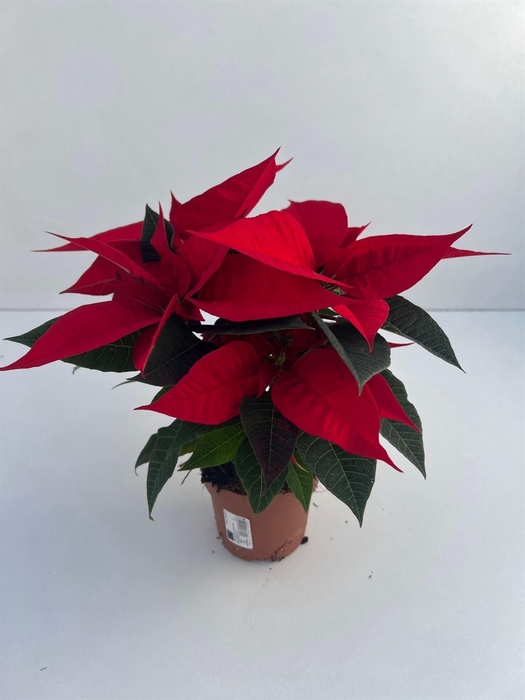 <h4>Euphorbia pulc. 'Christ Universe'</h4>