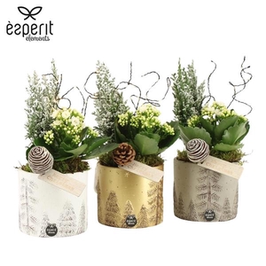 Arrangementen Kerst 6%
