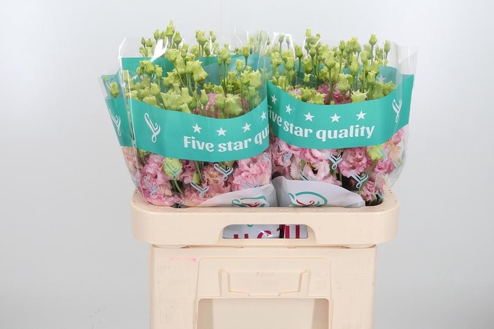 <h4>Eus G Chac Wed Pink</h4>