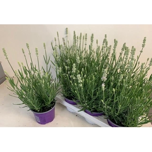 .Lavandula angustifolia ellagance ice