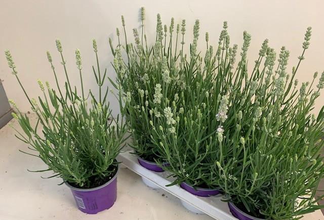 <h4>.Lavandula angustifolia ellagance ice</h4>