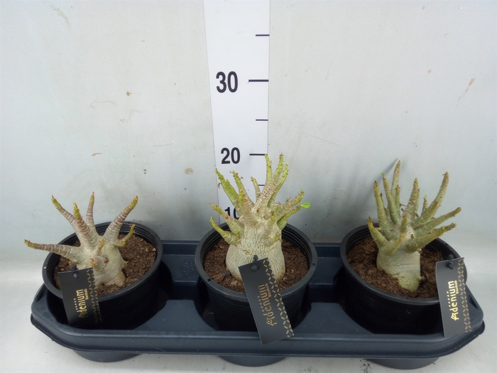 <h4>Adenium NB 'Ansu Baobab'</h4>