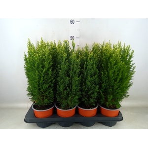 Chamaecyparis laws. 'Snow White'