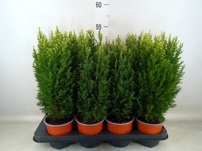 <h4>Chamaecyparis laws. 'Snow White'</h4>