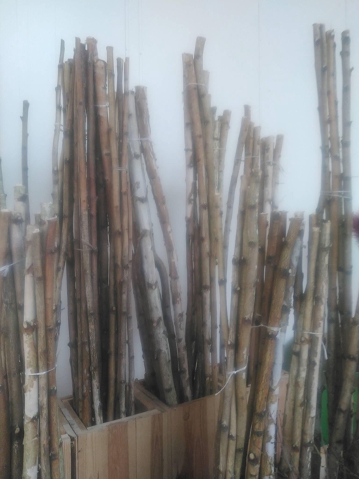 <h4>BIRKE STAMM 210CM</h4>