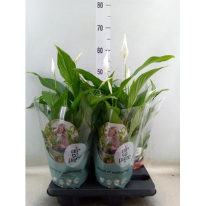 Spathiphyllum  'Pearl Cupido'