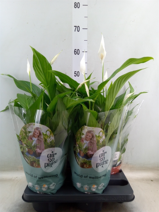 <h4>Spathiphyllum  'Pearl Cupido'</h4>
