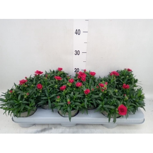 Dianthus  'Oscar Dark Red'