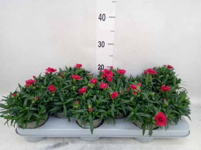 <h4>Dianthus  'Oscar Dark Red'</h4>