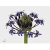 Scilla Peruviana Blue All I Am