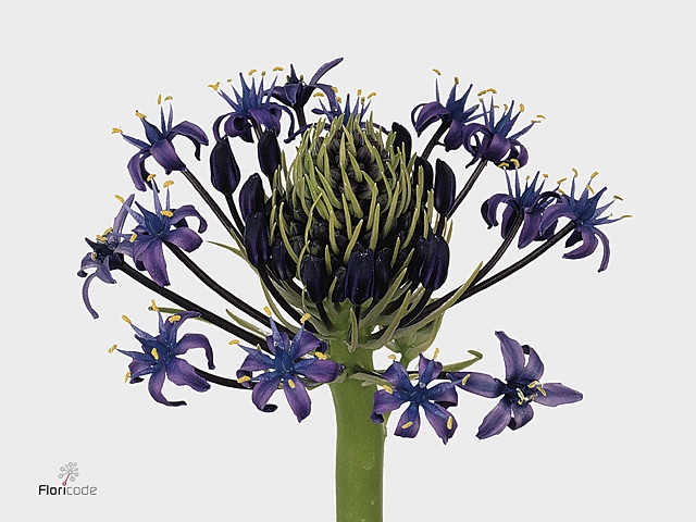 Scilla Peruviana Blue All I Am