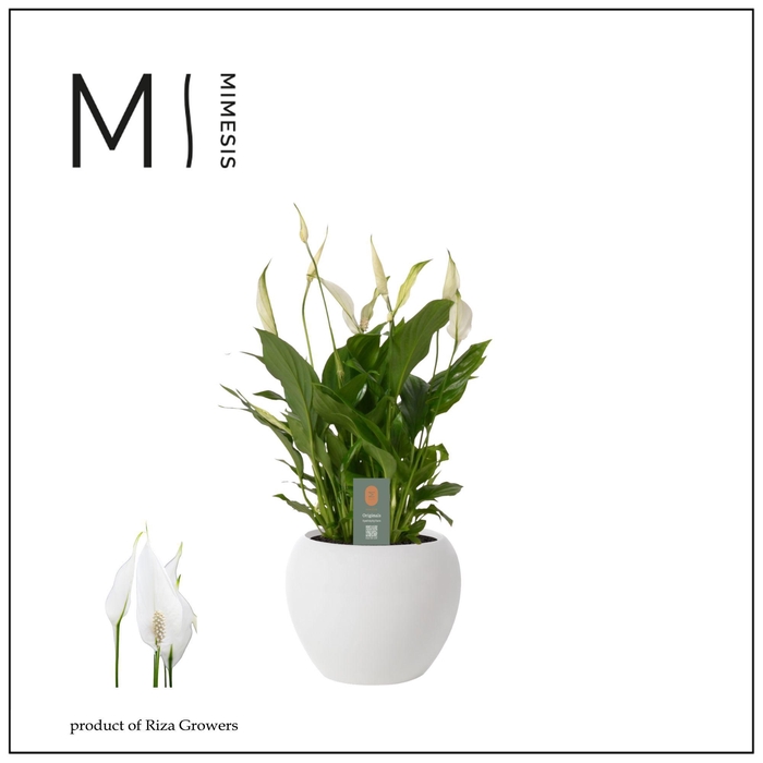 <h4>Mimesis Spathiphyllum Bellini - 13 cm in Bolpot Wit</h4>