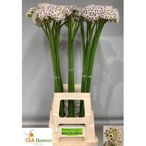 Allium Silverspring JM Van Berkel