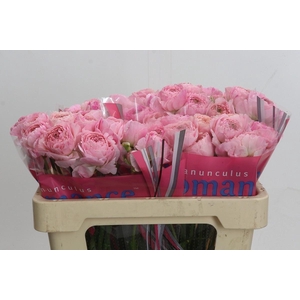 RANUNCULUS  'ROMANCE MARITIME'