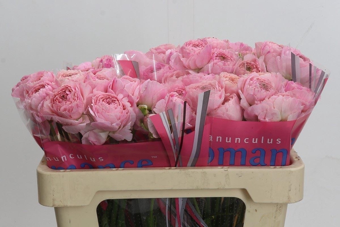 <h4>RANUNCULUS  'ROMANCE MARITIME'</h4>