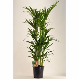 KENTIA - P24 H140 - 8PP (Howea forsteriana)