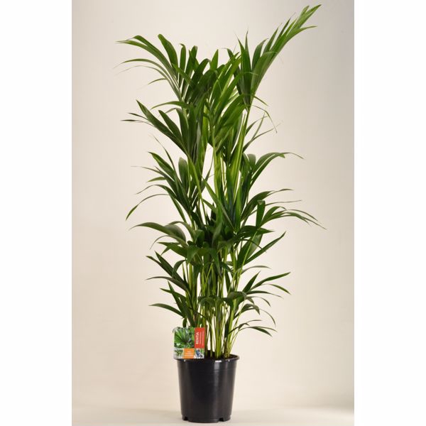 <h4>KENTIA - P24 H140 - 8PP (Howea forsteriana)</h4>