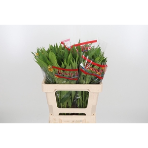 Asclepias Silky Gold