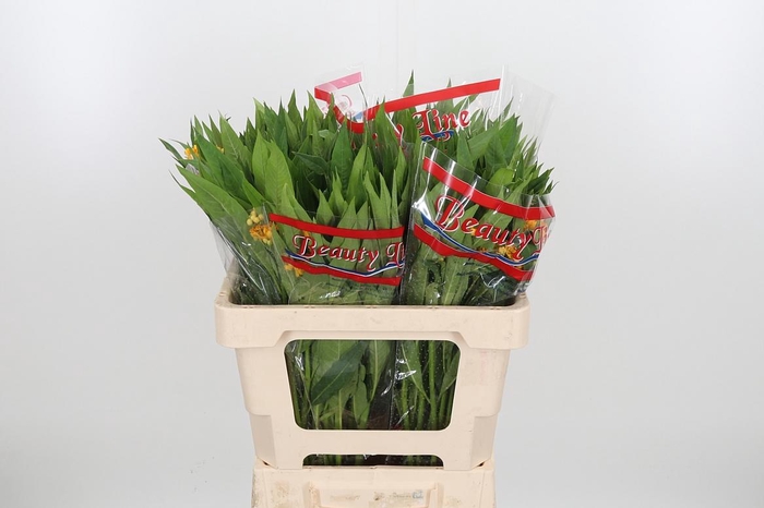 <h4>Asclepias Silky Gold</h4>