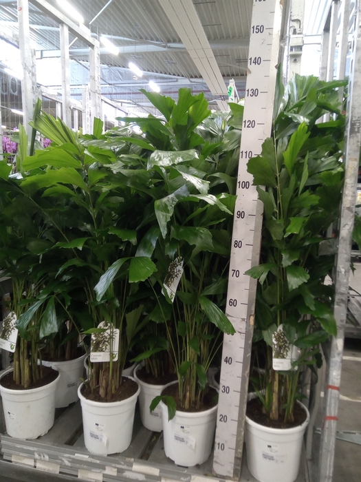 <h4>Caryota mitis</h4>