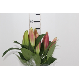 LIRIO TABLEDANCE 080 CM HT MIN 2 FLS