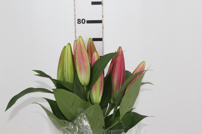 <h4>LIRIO TABLEDANCE 080 CM HT MIN 2 FLS</h4>