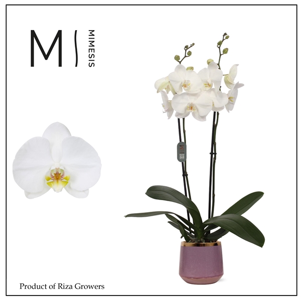 <h4>Mimesis Phal. White Bigflower - 2 spike 12cm in Celeste Ceramic</h4>