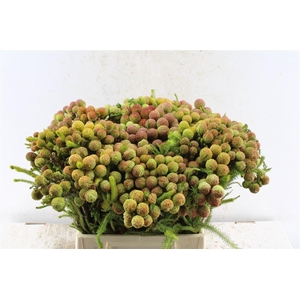 Kaaps Berzelia Gallpini